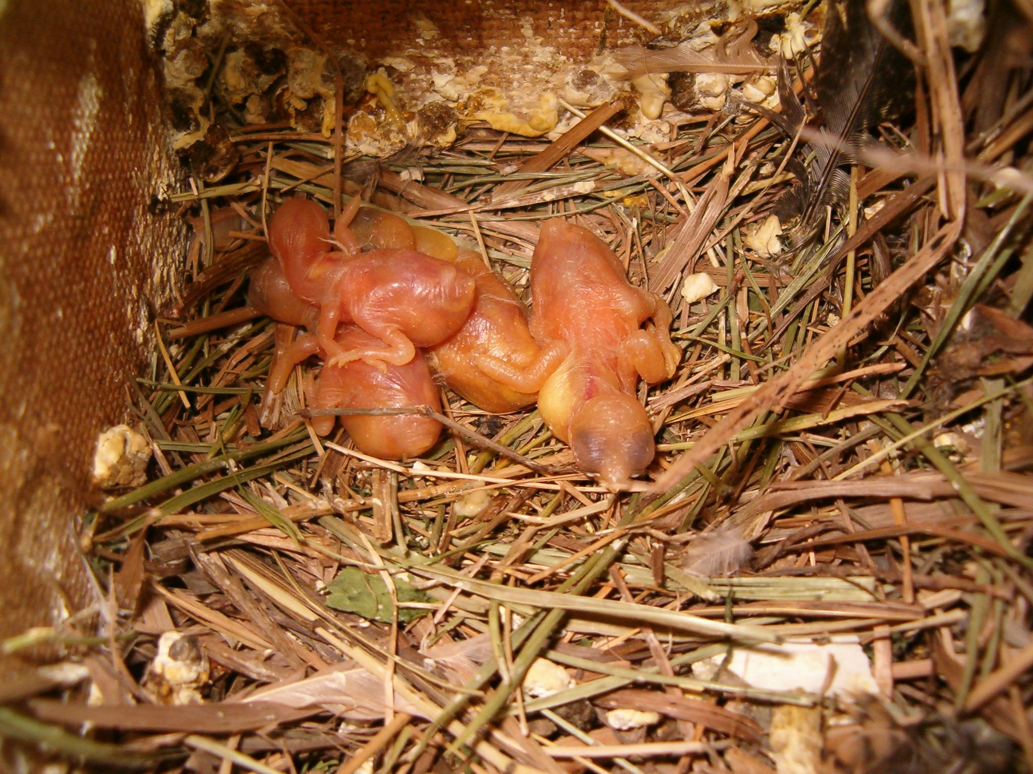 Małe zeberki