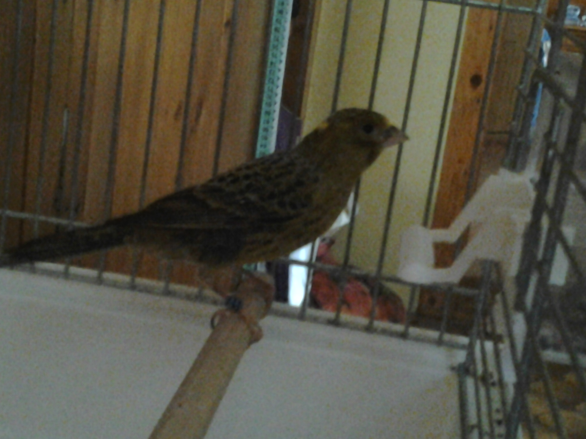 Iga - lizard :)