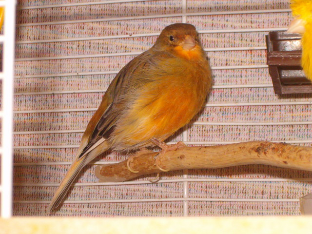 Gucio