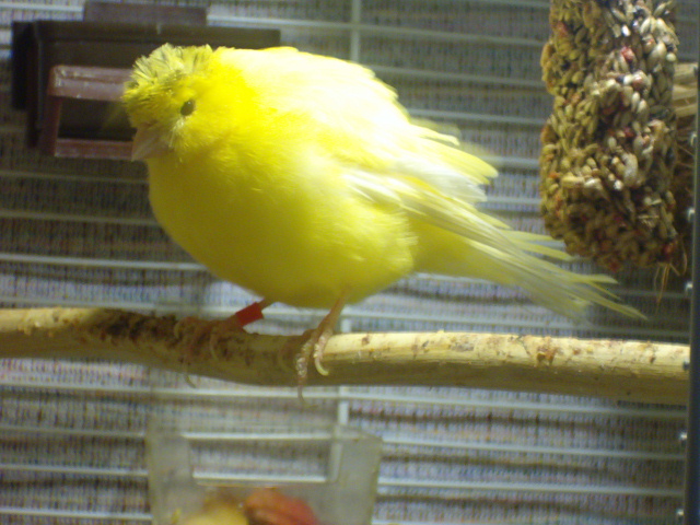 Majunia pusiunia